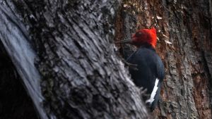 Río Negro, cuarta en el registro de biodiversidad aviar: «Intentamos encontrar en un día todos los pájaros del mundo»