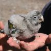 Imagen de La paradoja de los loros barranqueros: tienen la mayor población en Patagonia que lucha contra la destrucción de su hogar