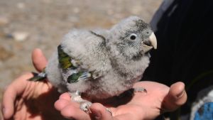 La paradoja de los loros barranqueros: tienen la mayor población en Patagonia que lucha contra la destrucción de su hogar