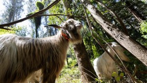 Una brigada de cabras ayuda a controlar incendios forestales en Chile