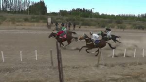 Murió un caballo durante una carrera en Regina: el jinete fue derivado a Roca con lesiones graves