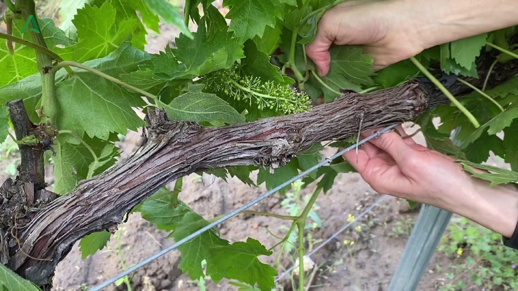 Capacitación en Roca de Despampanado, desbrote y atado de brotes en vid