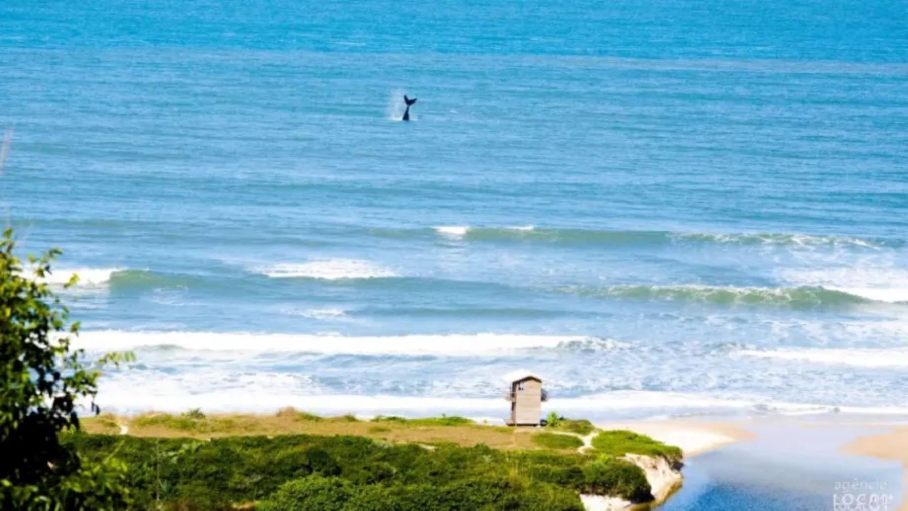 Una costa blanca, aguas cálidas y la magia de las ballenas francas. En Brasil también se avistan / Foto: Gentileza