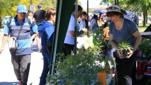 Plantines agroecológicos y flores aromáticas: vuelve a Neuquén la feria de la agricultura urbana