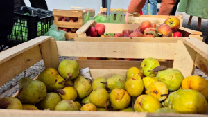 «Frutazo» con frutas y verduras a 1000 pesos el kilo este viernes en Neuquén: horarios, cómo llegar y formas de pago