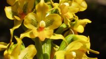 Imagen de Tras la búsqueda de guardianes de orquídeas en Bariloche