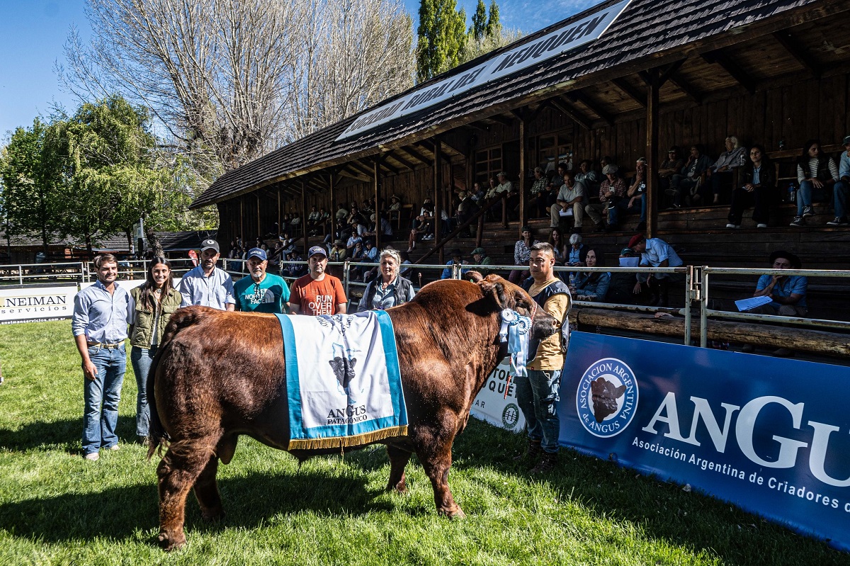 Los toros Angus brillaron en el Remate de Bovinos de Junín de los Andes (Sociedad Rural del Neuquén)