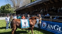 Imagen de Conesa arrancó en punta en la temporada de remate de toros de la Patagonia Norte