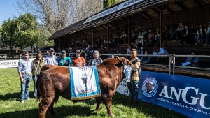 Conesa arrancó en punta en la temporada de remate de toros de la Patagonia Norte