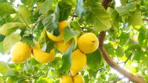 Imagen de Cultivá un limonero en tiempo récord: el truco casero para lograrlo en menos de un mes