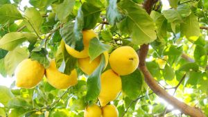 Cultivá un limonero en tiempo récord: el truco casero para lograrlo en menos de un mes