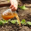 Imagen de Cómo hacer un fertilizante en casa para que tus plantas estallen de flores: fácil y barato