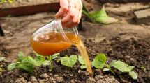 Imagen de Cómo hacer un fertilizante en casa para que tus plantas estallen de flores: fácil y barato