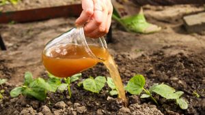 Cómo hacer un fertilizante en casa para que tus plantas estallen de flores: fácil y barato