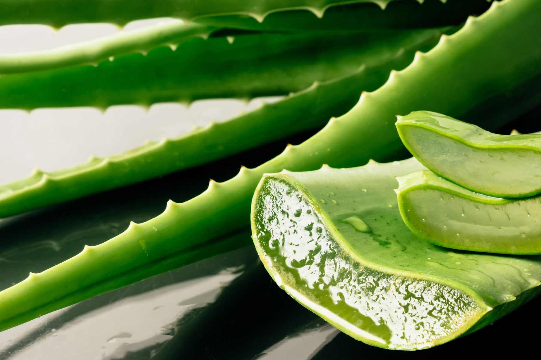 El aloe vera es una planta conocida por sus propiedades hidratantes, calmantes y regenerativas, ideales para el cuidado de la piel.