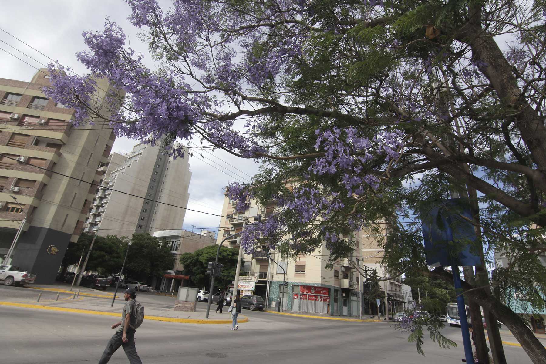 El jacarandá llegó a Neuquén y llenó las calles de flores violetas. Foto: Oscar Livera.