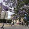 Imagen de El color intenso del jacarandá llegó al Alto Valle: qué calles de Neuquén se llenaron de flores violetas