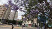 Imagen de El color intenso del jacarandá llegó al Alto Valle: qué calles de Neuquén se llenaron de flores violetas