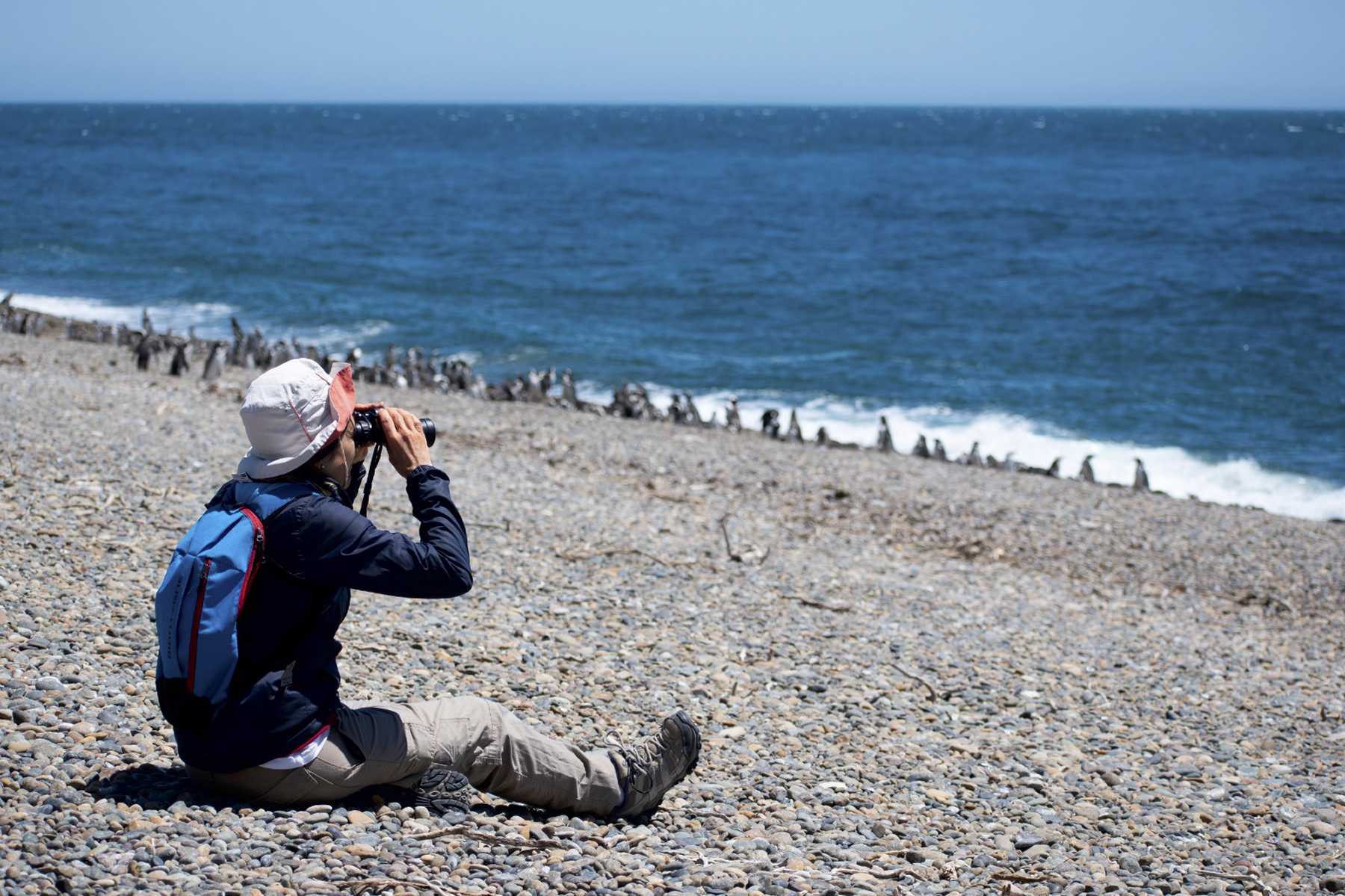 De septiembre a marzo, tenés la oportunidad de deambular entre las colonias de Pingüinos de Magallanes. Fotos: Turismo Puerto Madryn.