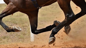 Centenario: apuñaló a dos hermanos en una carrera clandestina de caballos y quedó imputado