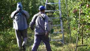 Llegaron los primeros trabajadores «golondrinas» a Río Negro, pero advierten una reducción