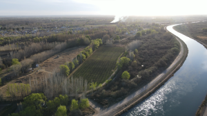 Alto Valle: el sistema de Riego del Limay Inferior cumple 100 años de sostenibilidad