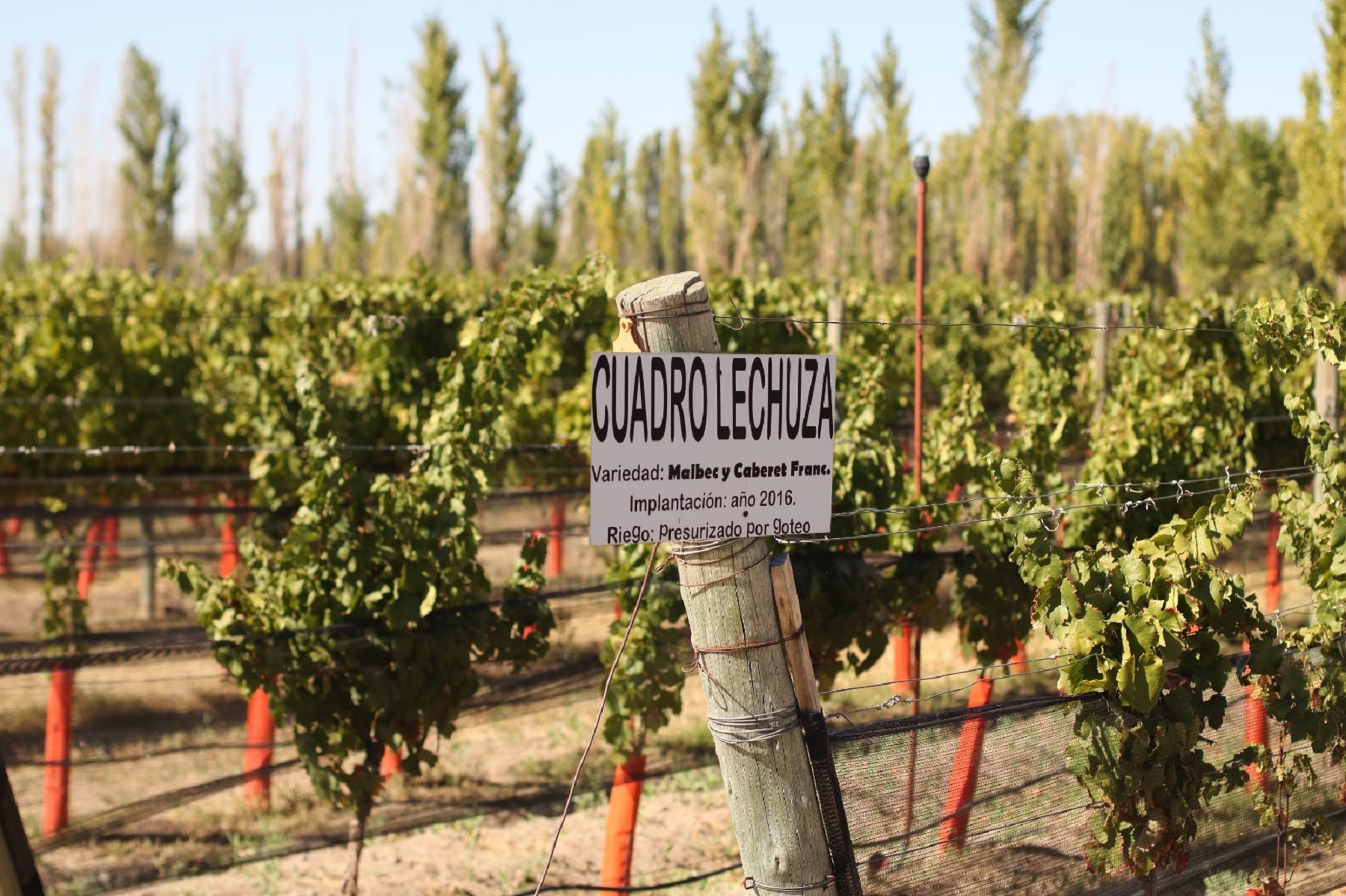 Un vino de Río Negro premiado. Foto: gentileza Provincia. 