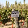 Imagen de Un vino de Río Negro, entre los mejores del país: fue medalla de oro en un prestigioso certamen