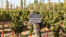 Imagen de Un vino de Río Negro, entre los mejores del país: fue medalla de oro en un prestigioso certamen