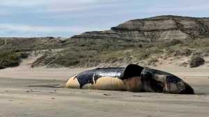 Ballenas: murieron 71 en Chubut y el gobierno niega que la impresionante mortandad sea por la «marea roja»