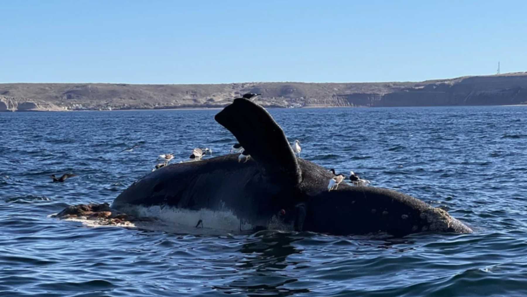 71 ballenas murieron en Chubut en lo que va del año. 