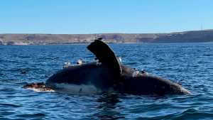 Ballenas: aseguran que la impresionante mortandad en Chubut es similar a la ocurrida en 2022