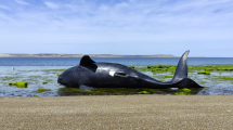 Imagen de Preocupación por el hallazgo de ballenas muertas en Chubut: hay sospecha de intoxicación por marea roja