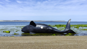 Preocupación por el hallazgo de ballenas muertas en Chubut: hay sospecha de intoxicación por marea roja