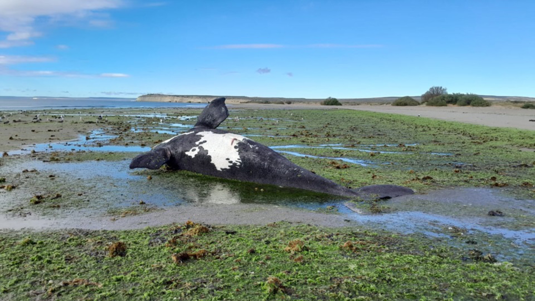 El gobierno de Chubut asegura que no hay alerta de "marea roja". 