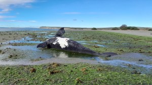 Ballenas: qué es la «marea roja» y cómo afecta a las ballenas de Chubut