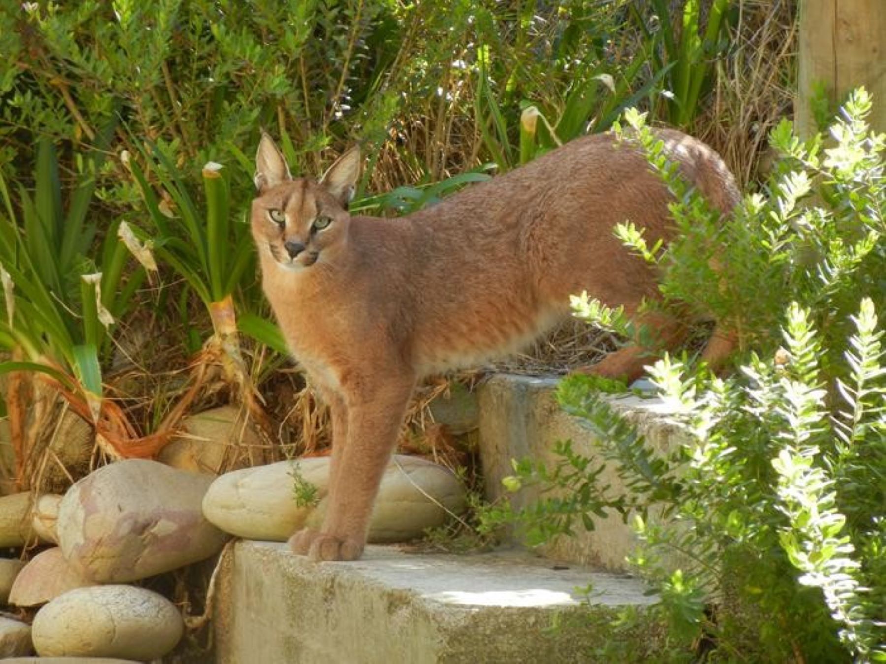 Alterar una especie impacta la biodiversidad al generar un efecto dominó