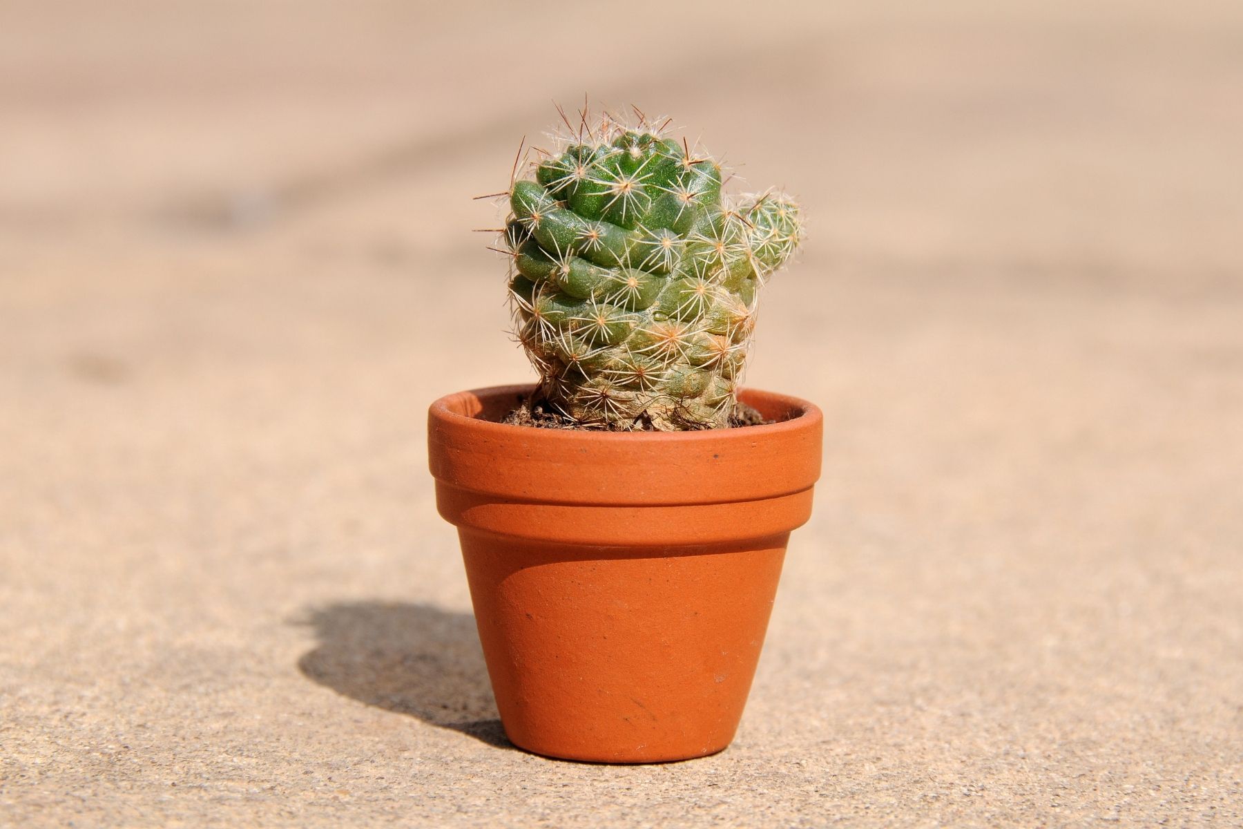 Cultivar cactus miniatura no solo embellece tu hogar, sino que también puede ser una forma relajante de invertir tu tiempo.