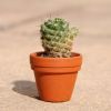 Imagen de Paso a paso | Cómo cultivar cactus miniatura y qué cuidados necesitan: fácil y rápido