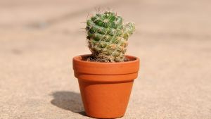 Paso a paso | Cómo cultivar cactus miniatura y qué cuidados necesitan: fácil y rápido