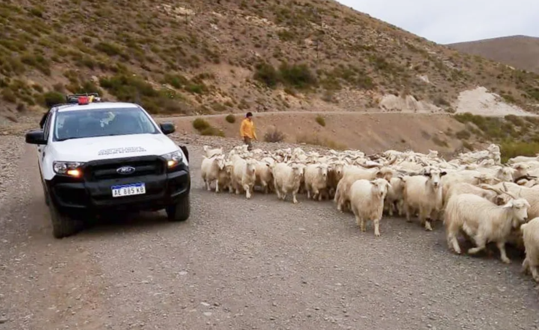 Por la trashumancia de crianceros hay en acompañamiento en las rutas. Foto: Gentileza Neuquén Informa. 