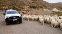 Imagen de Comenzó la trashumancia de crianceros en las rutas de Neuquén: el camino a la veranada