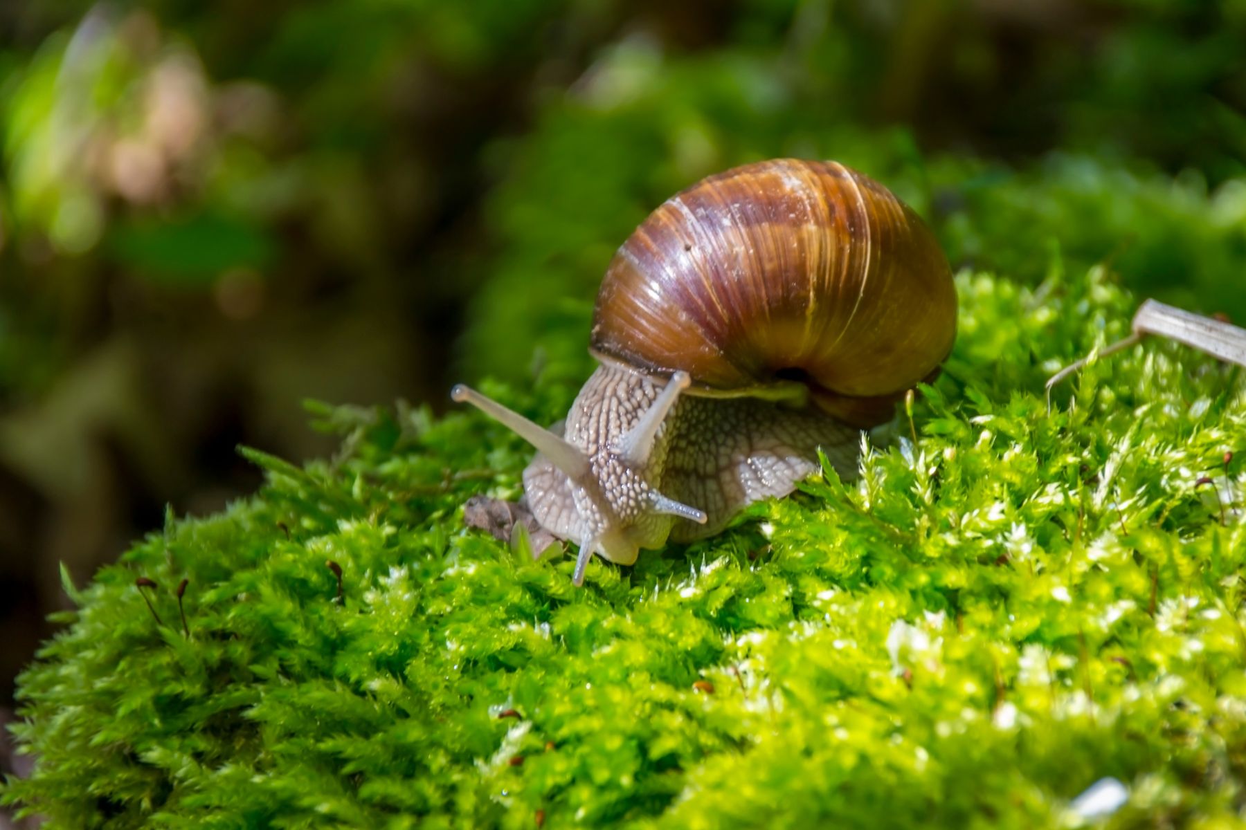 Existen alternativas naturales y accesibles que te ayudarán a proteger tus cultivos mientras cuidás del medio ambiente.