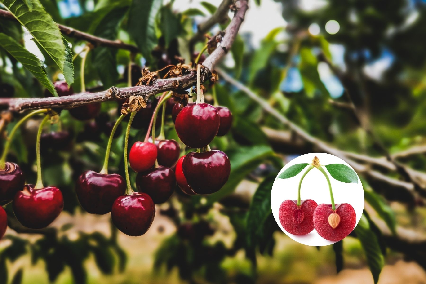 Hacer crecer un cerezo desde un carozo requiere tiempo y dedicación.