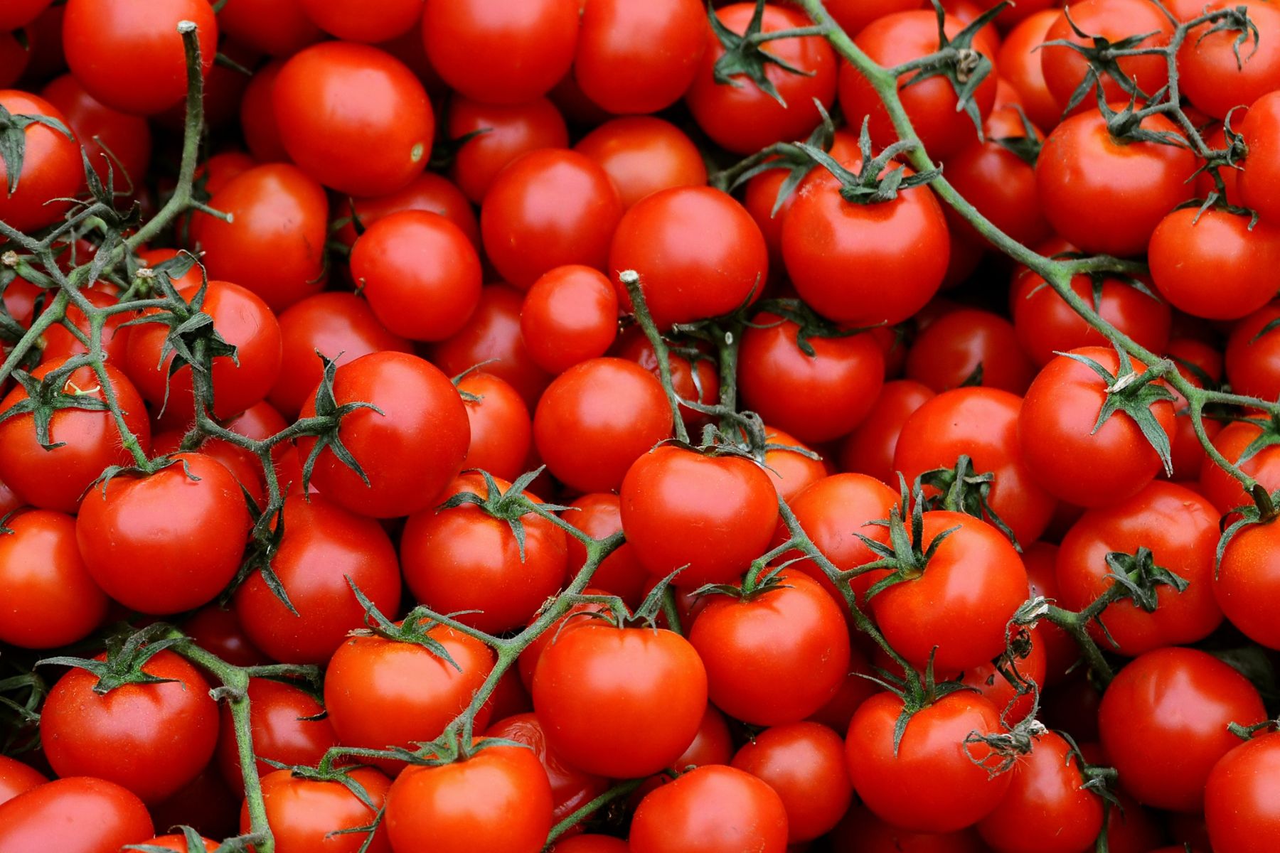 Los tomates cherry se destacan por su sabor dulce y versatilidad