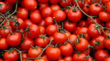 Imagen de Cultivá tus propios tomates cherry en casa: los trucos para que sea fácil y rápido