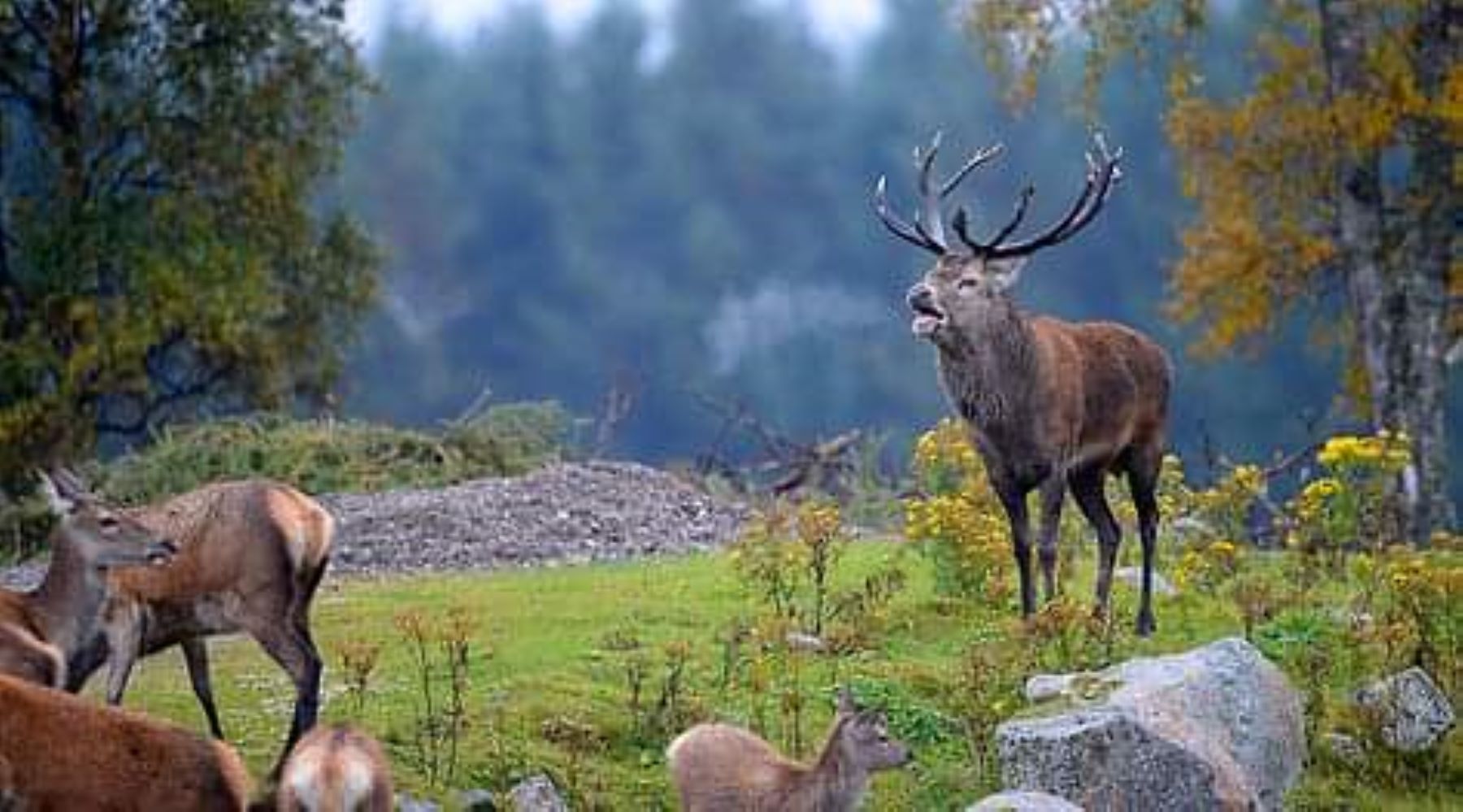 Habrá una subasta de áreas de caza en Parques Nacionales. Foto: gentileza Facebook Parque Nacional Lanín. 