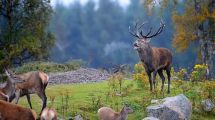 Imagen de Subasta de áreas de caza en los parques Lanín y Nahuel Huapi: cuáles son los requisitos