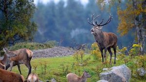 Subasta de áreas de caza en los parques Lanín y Nahuel Huapi: cuáles son los requisitos