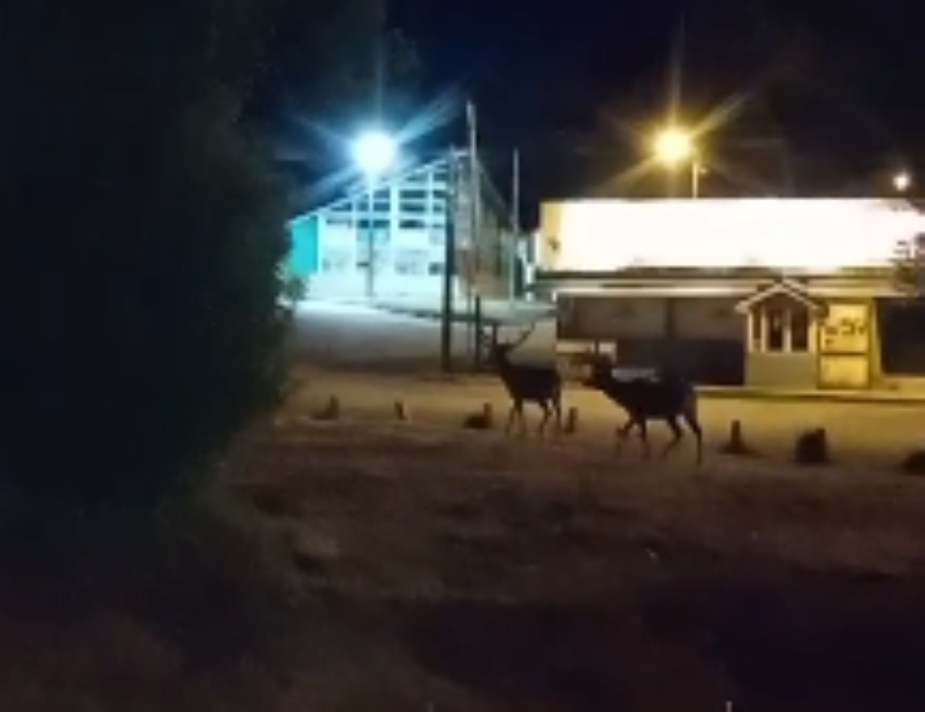 Los tres ciervos fueron captados por un poblador de Nirihuau. Foto: captura de video